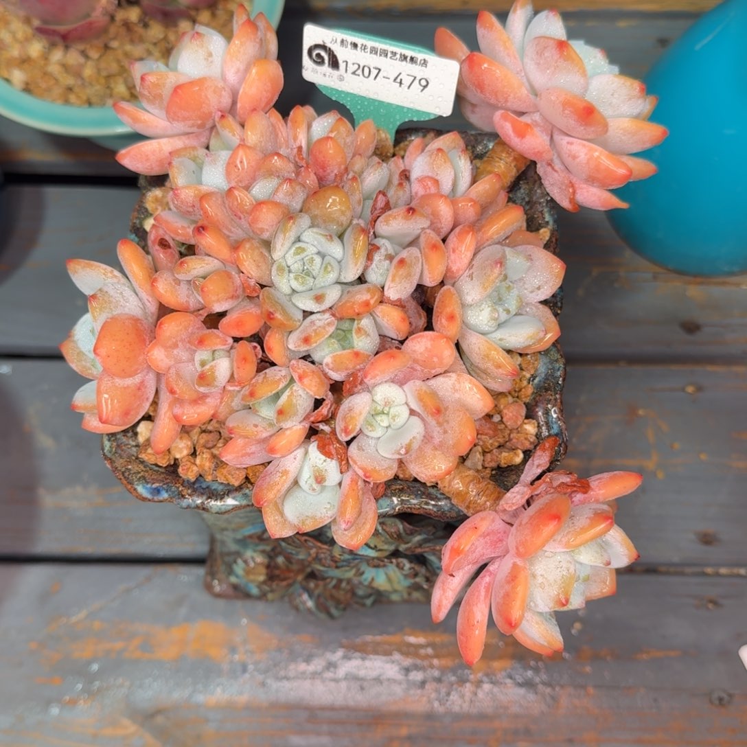 从前慢多肉精选编号1207.479