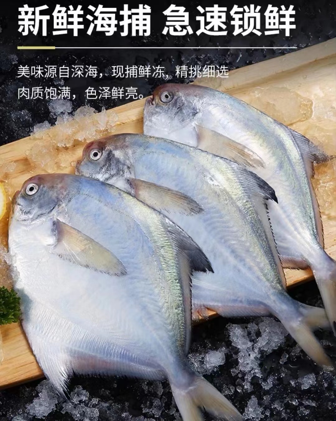 野生海捕银鲳鱼1斤/3条 连云港发货