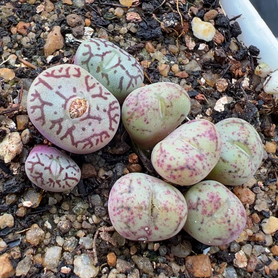 2.3好看的多肉a335