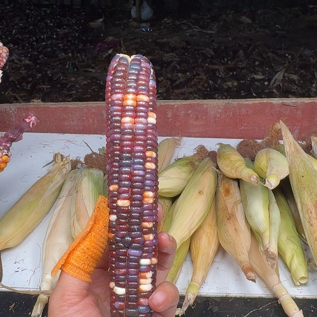 千***.柏香籽/百香籽吊坠