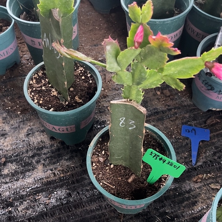 亚***梅57号保温棉11111111