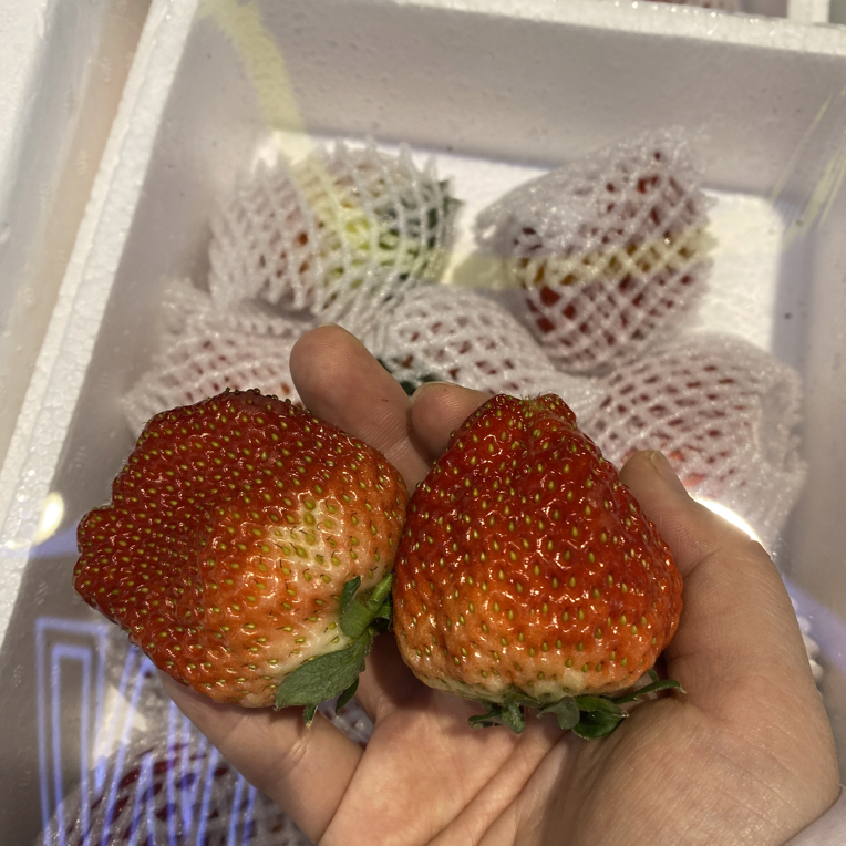 奶霸草莓大果九甜一酸新鲜水果当季产地直发空运包邮辽宁省