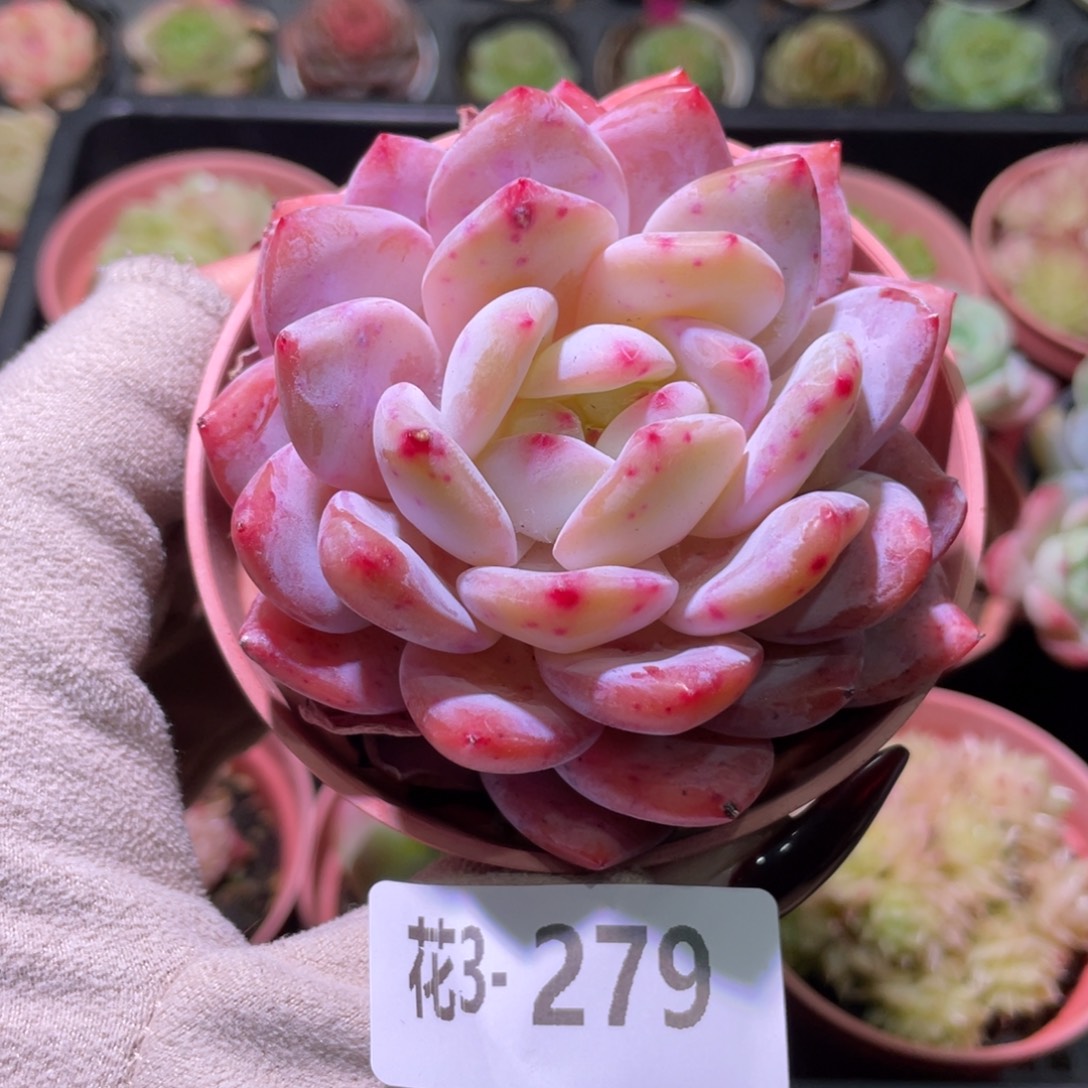 花利美3-279橙梦露