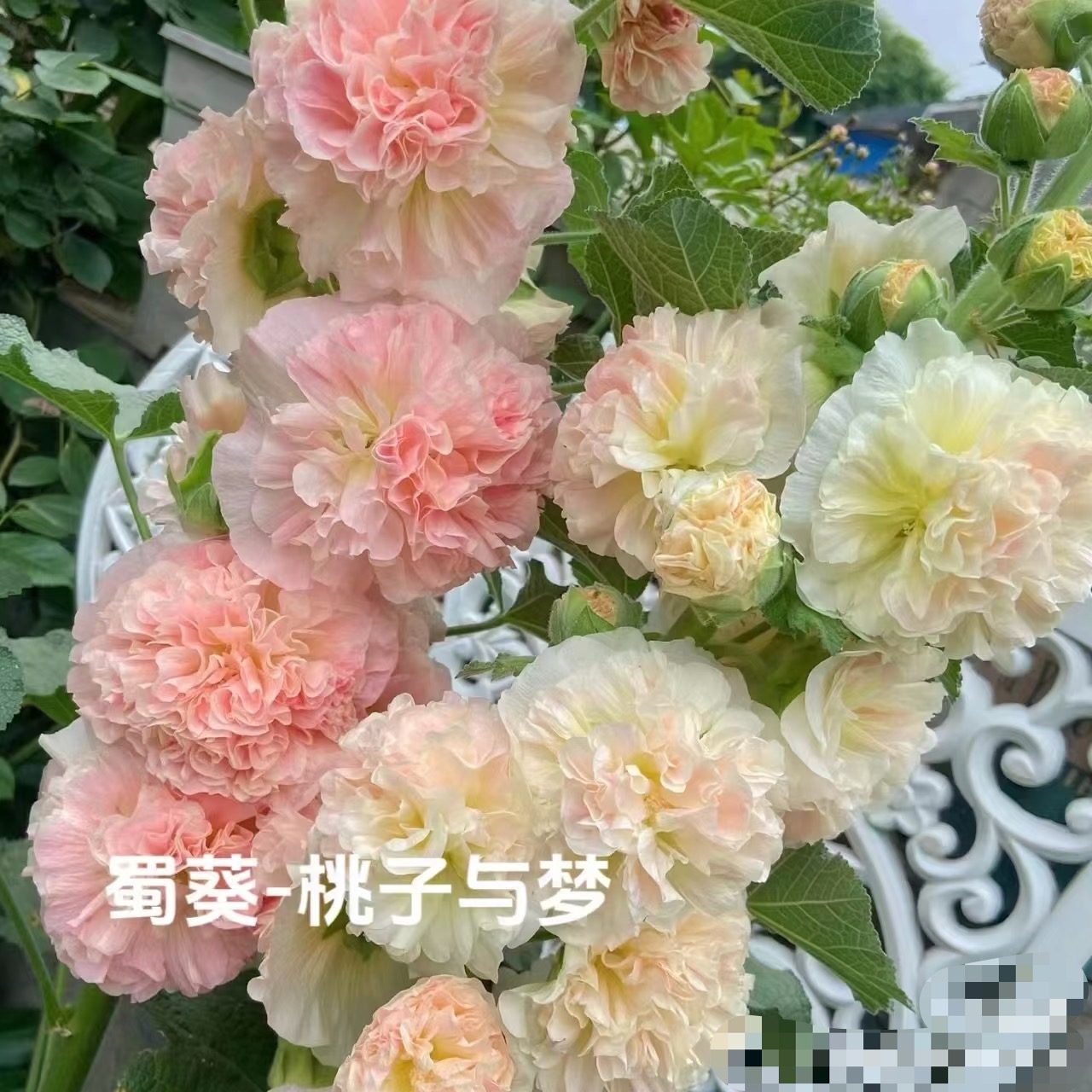 【吉米】查特蜀葵阳台庭院绝美重瓣蜀葵多轮多年生开花植物