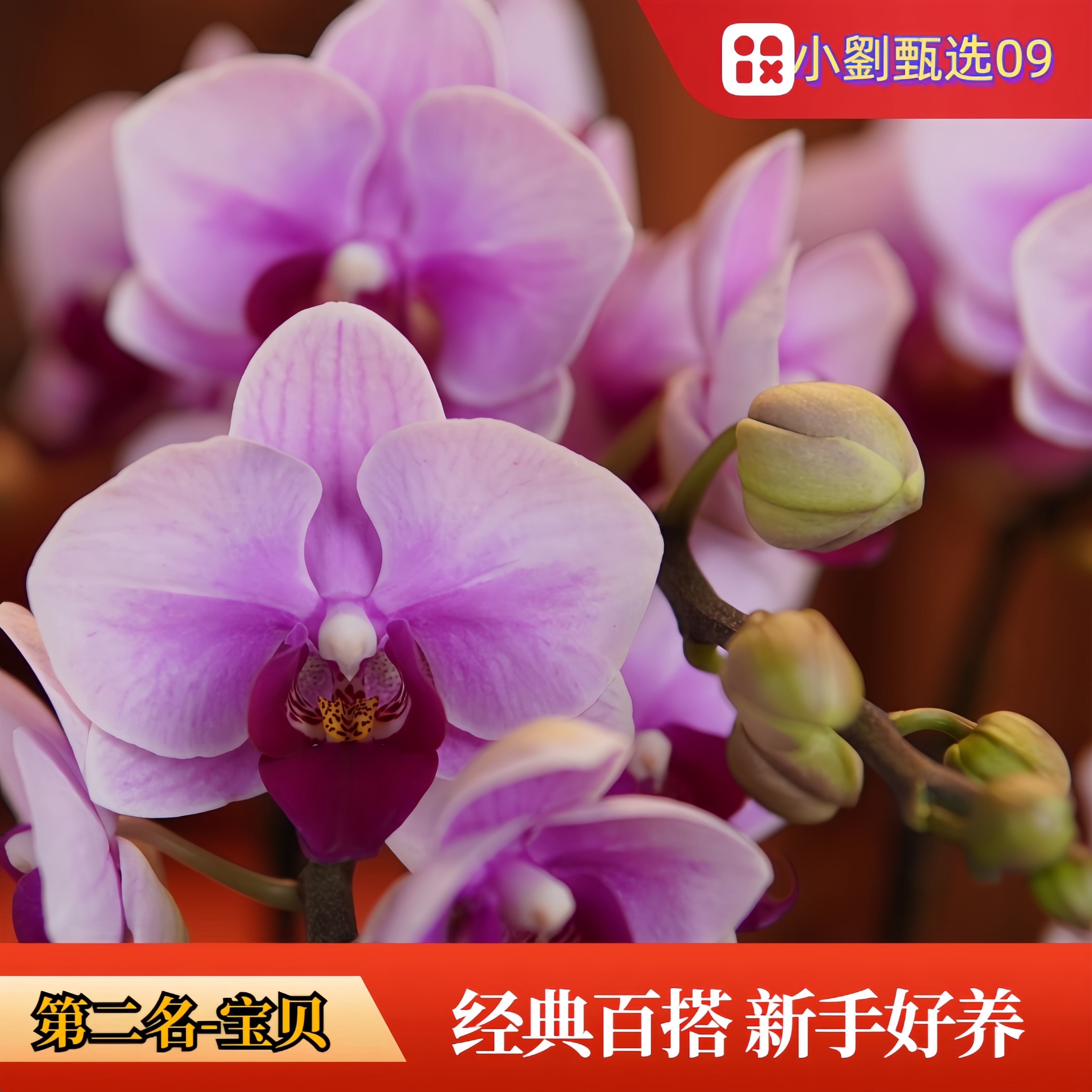 【宝贝09】精美蝴蝶兰
