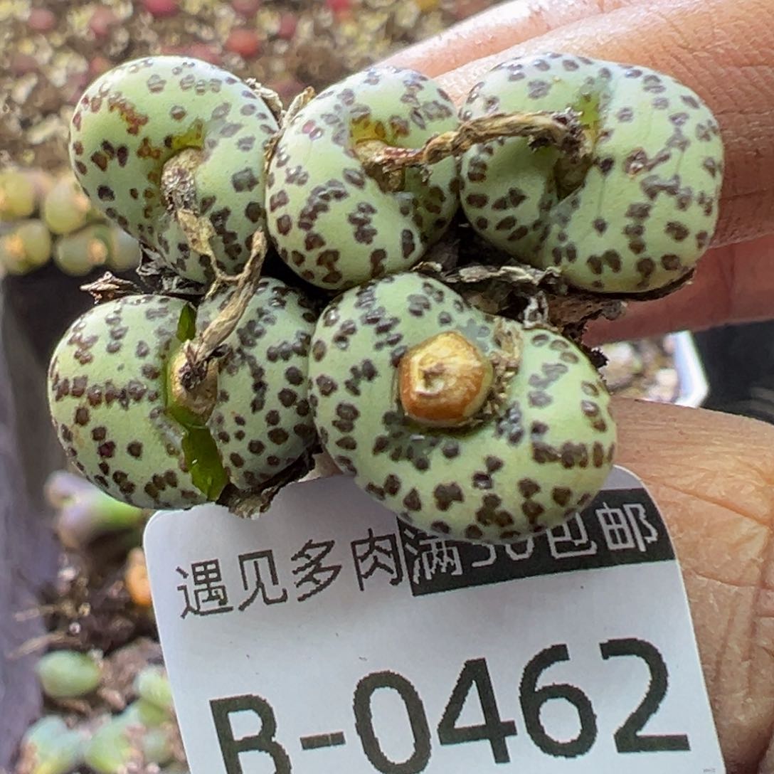多肉植物1111111111111111