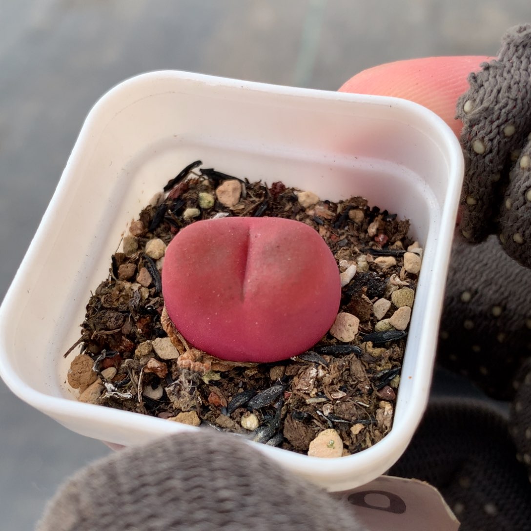 a090正版水蜜桃一颗