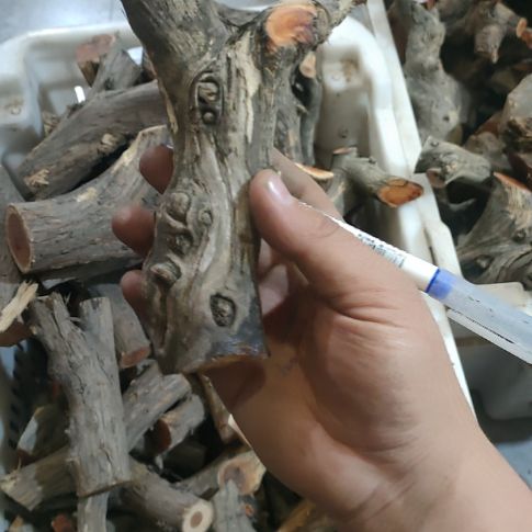 弓***间大果紫檀（缅甸花梨）