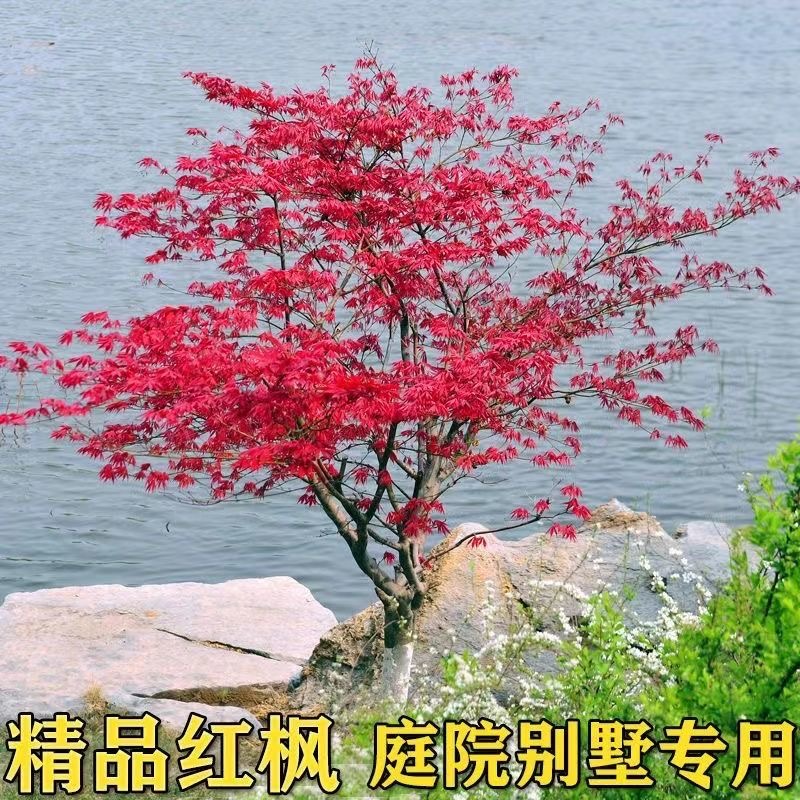红枫树苗红舞姬中国红三季红庭院红枫盆地栽园林绿化盆景耐寒耐热