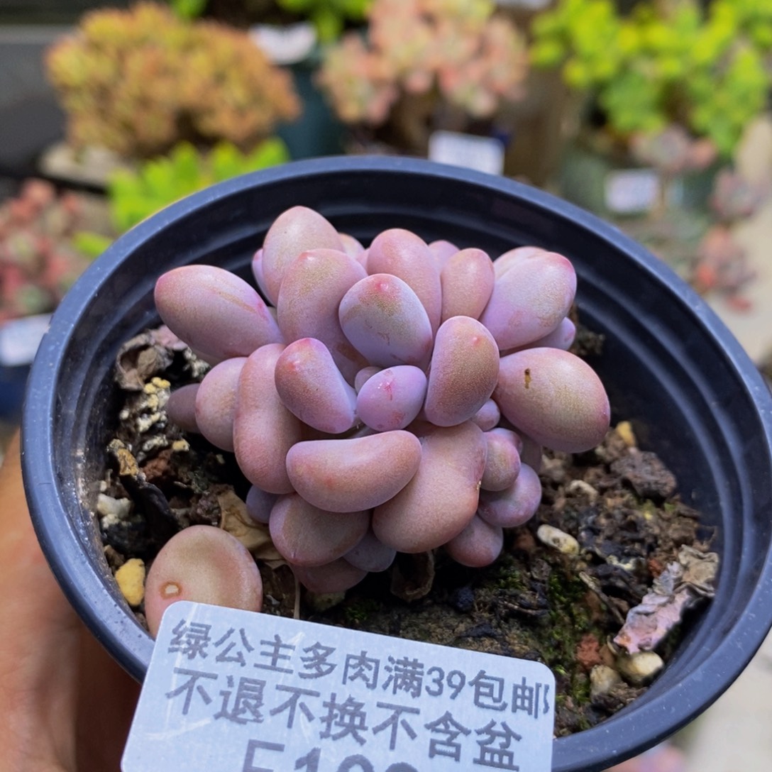 103桃蛋树多肉4cm