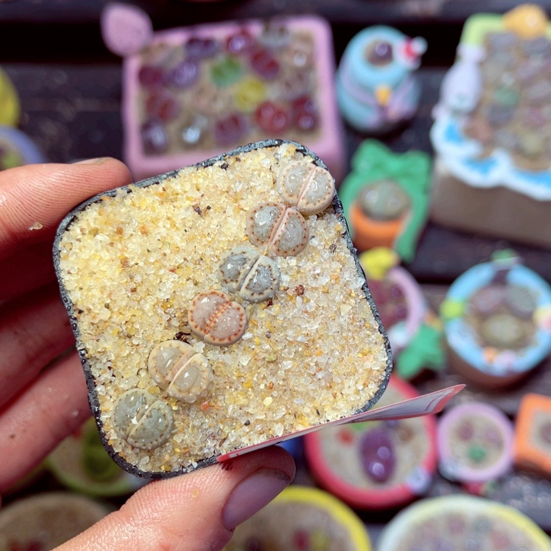 167生石花带盆发1