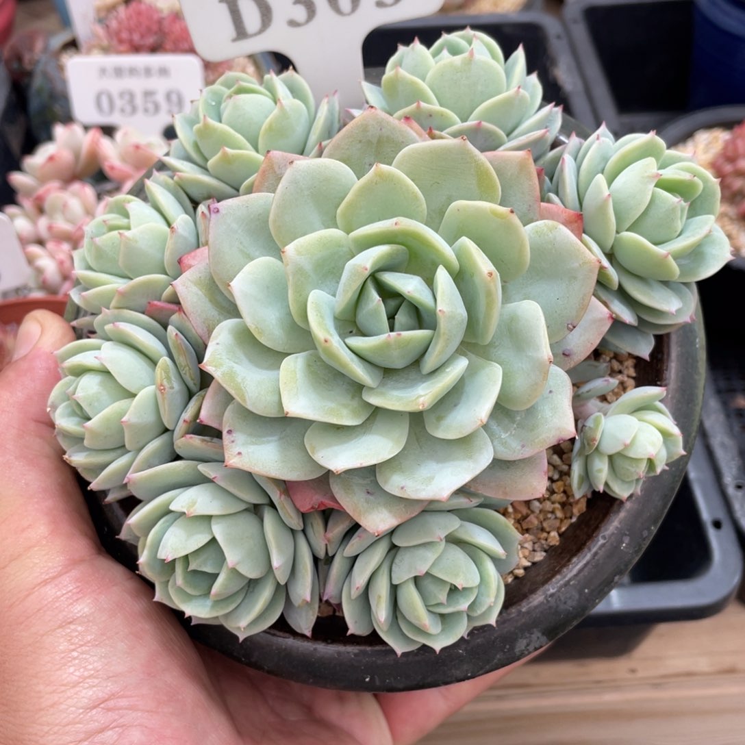 305恋曲不带盆15厘米