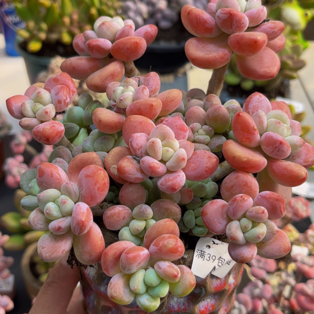 849樱花洛神15cm多肉植物