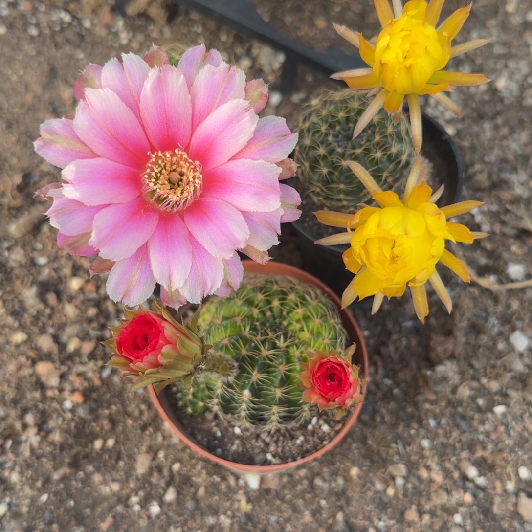 丽花仙人球三颗颗