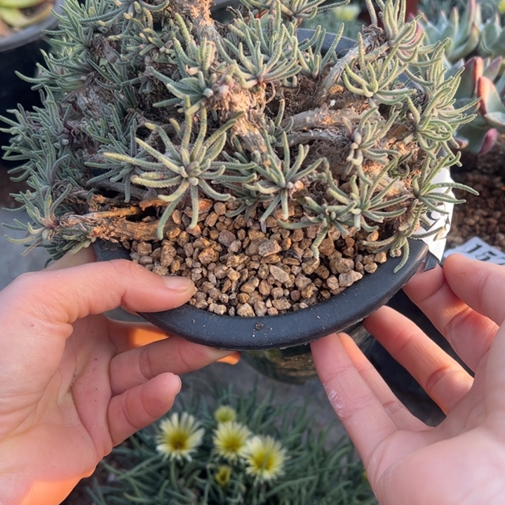 45号天赐多肉植物