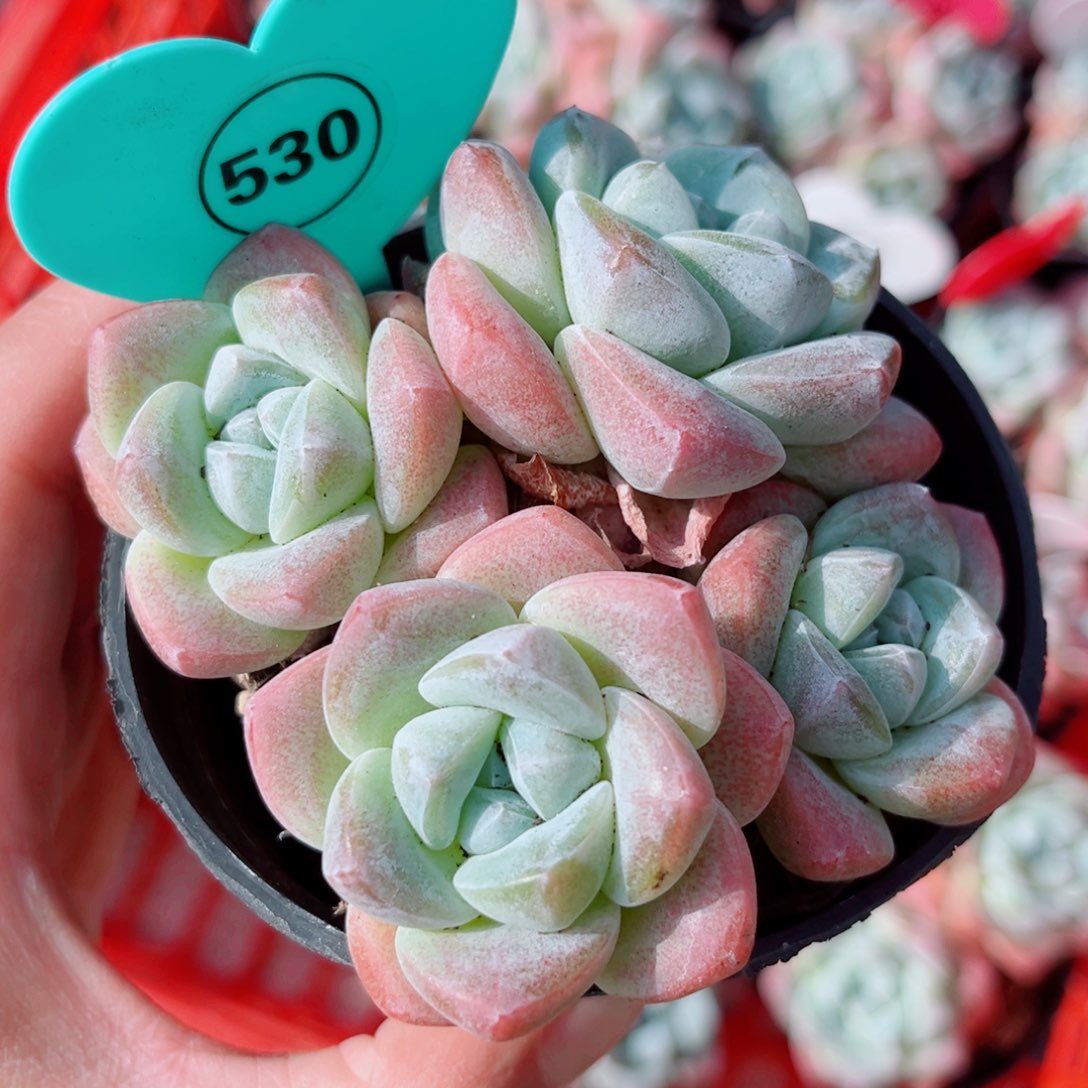 风靡园艺小老桩冰玉群