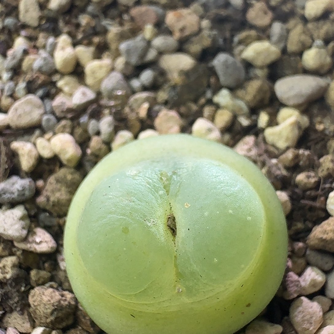 50号单头紫皮拉登噘嘴一物一拍