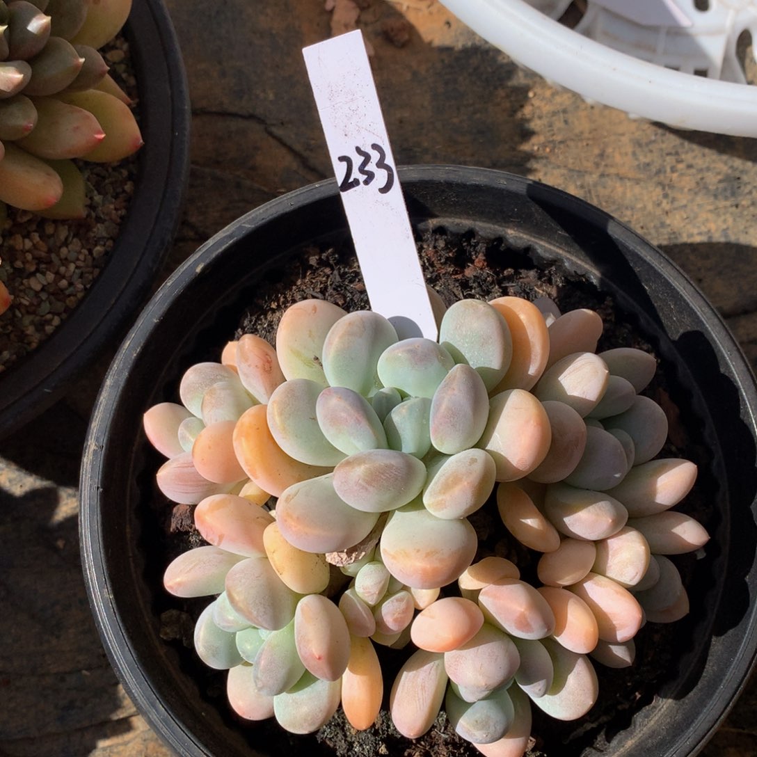 香芋滴哦哦租黑五727272727