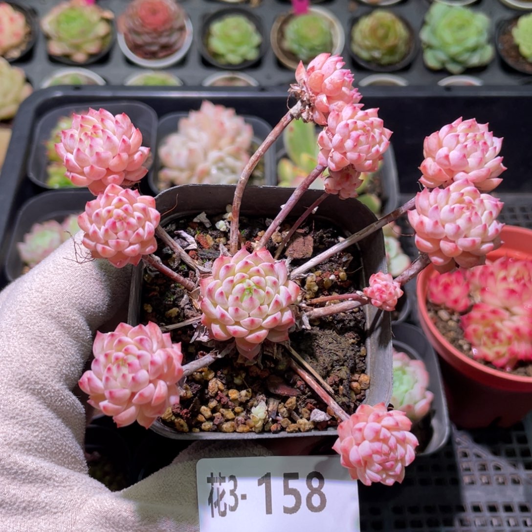 花利美3-158小粉莓