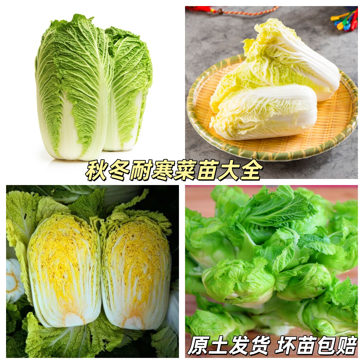 黄心大白菜秧苗乌塌菜娃娃菜儿菜狮子头娃娃菜秋冬盆栽耐寒蔬菜苗