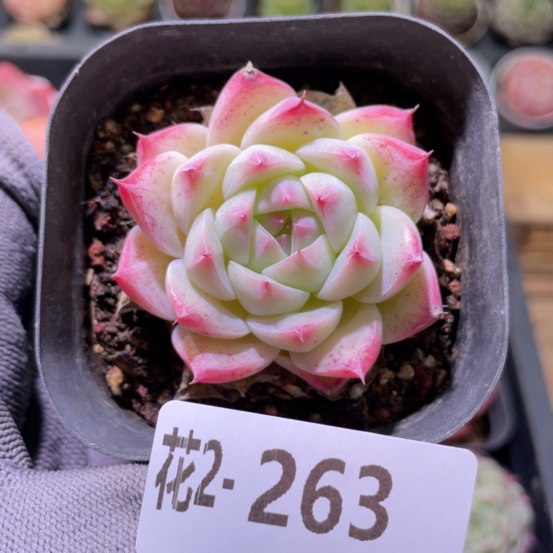 花利美 2-263画扇