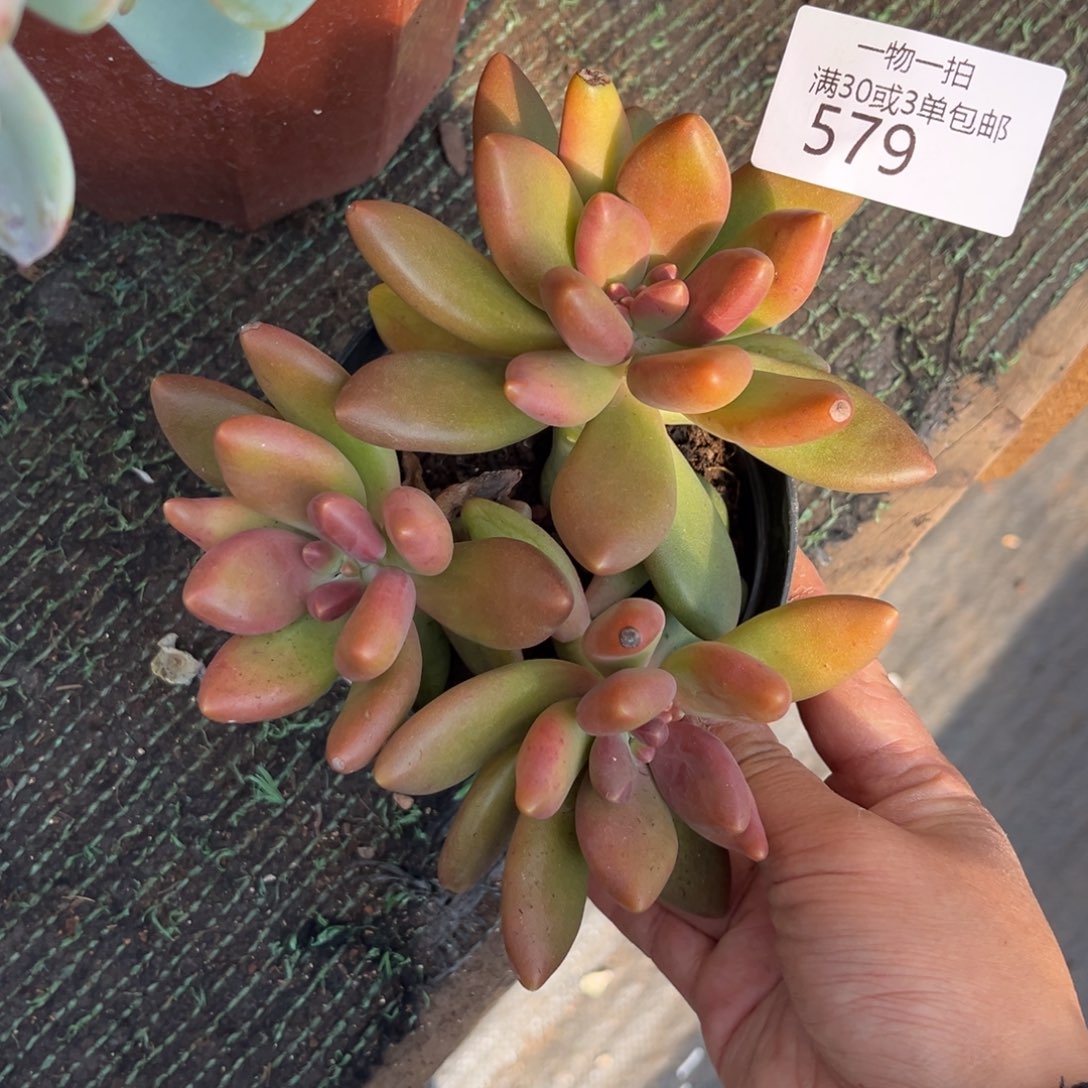579芒果奶多肉植物……