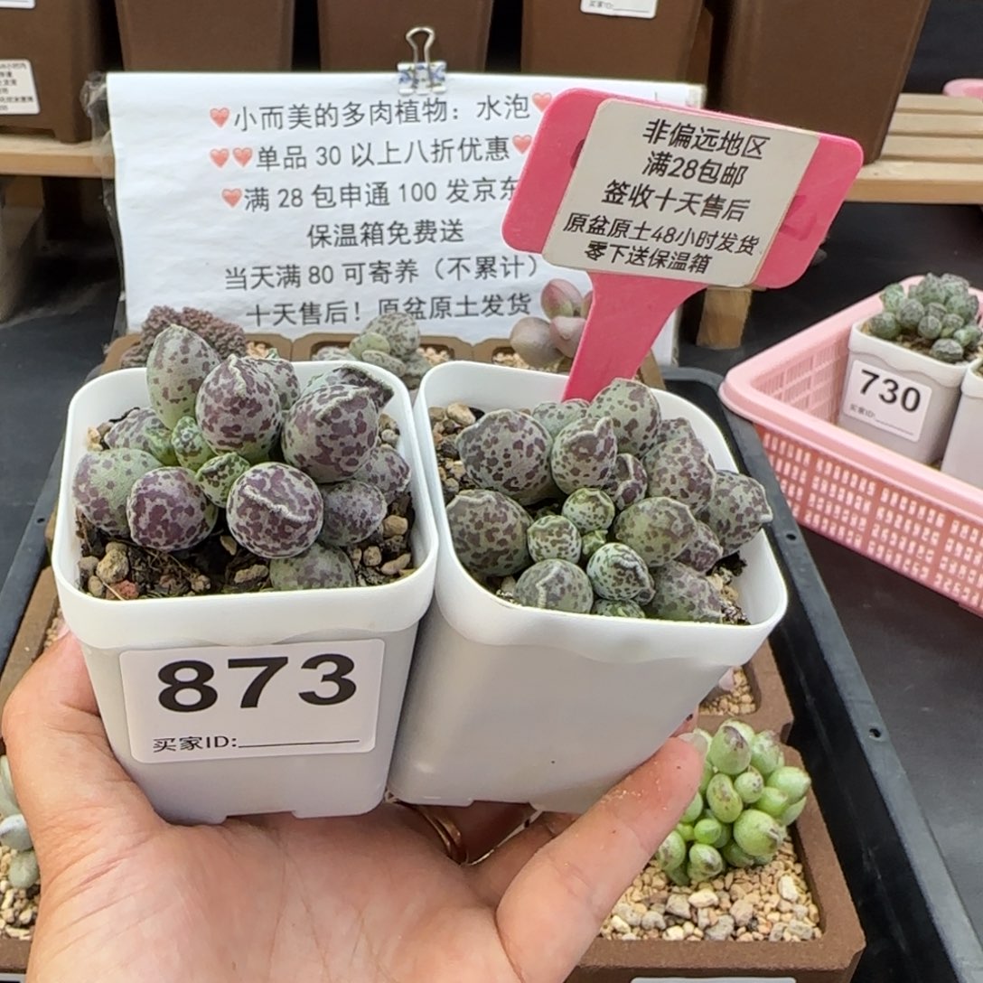 肚***狗873达摩海豹两颗多肉植物