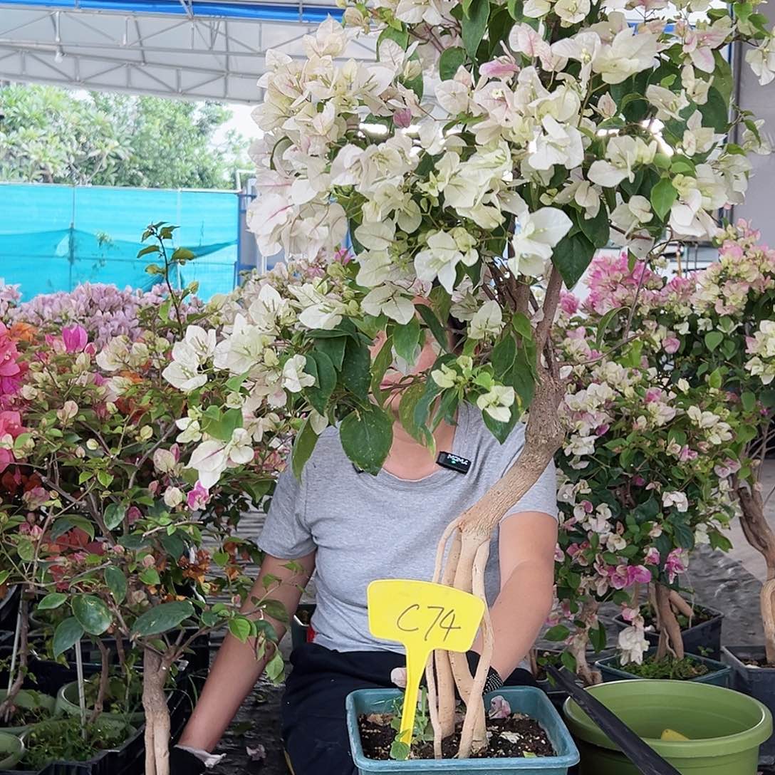 唐***大部分花苞少量开放C74提根