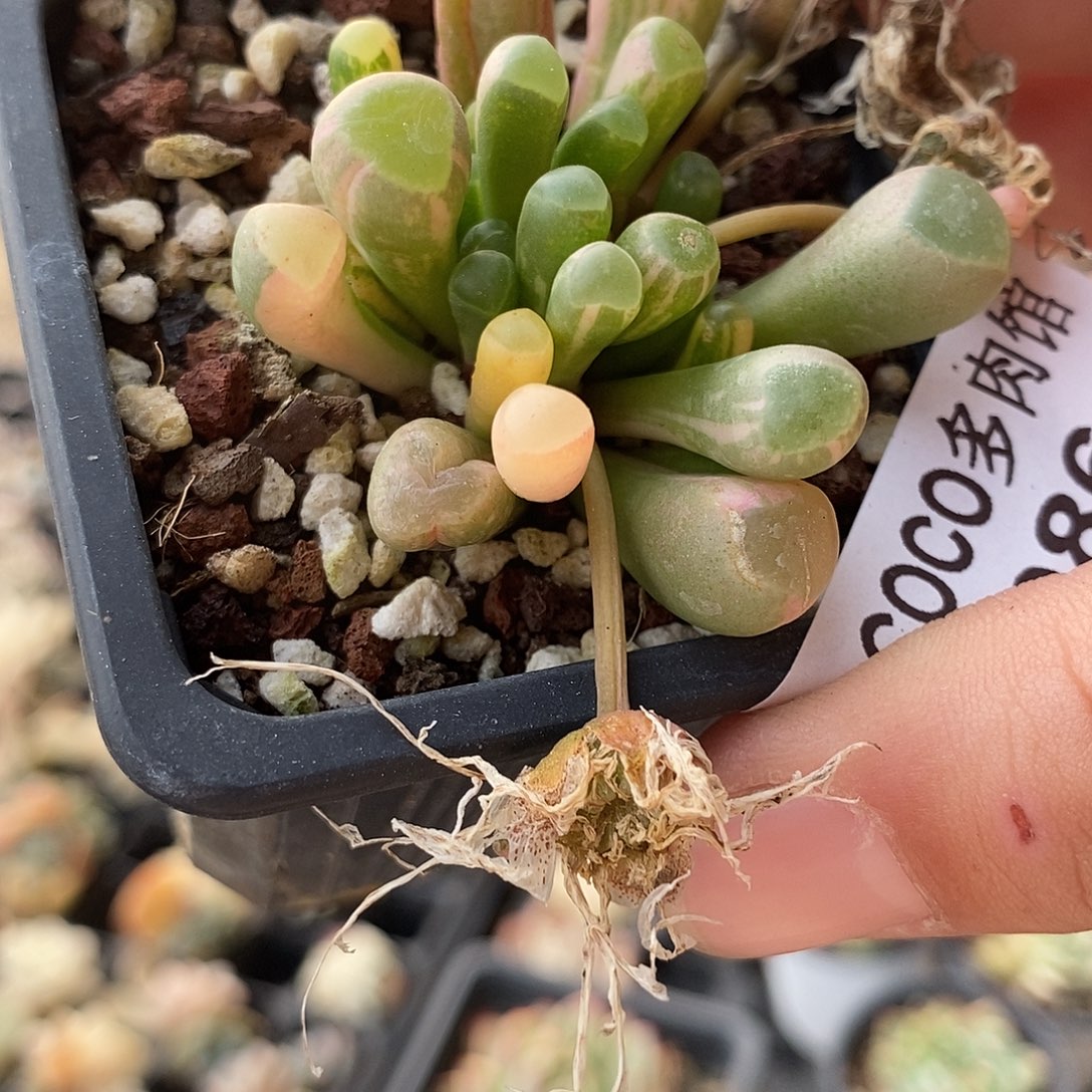 086五十铃玉锦多肉植物