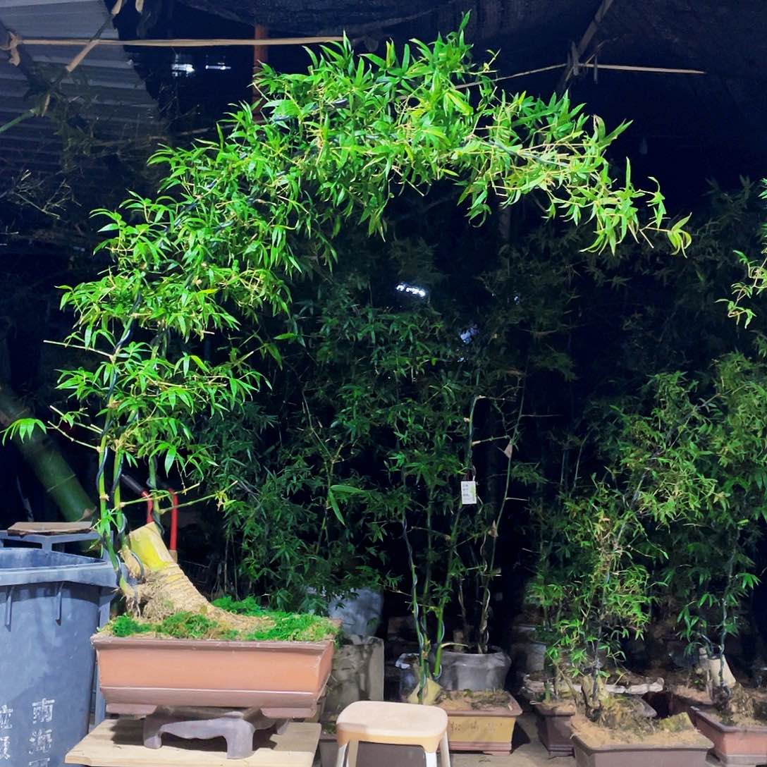 沙***哥无花朵小叶簕竹熟桩陶瓷盆一物一拍