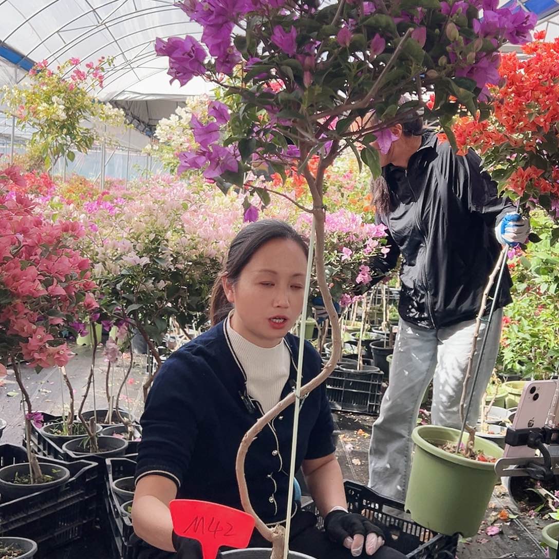 妙****大部分花苞少量开放M42雪紫