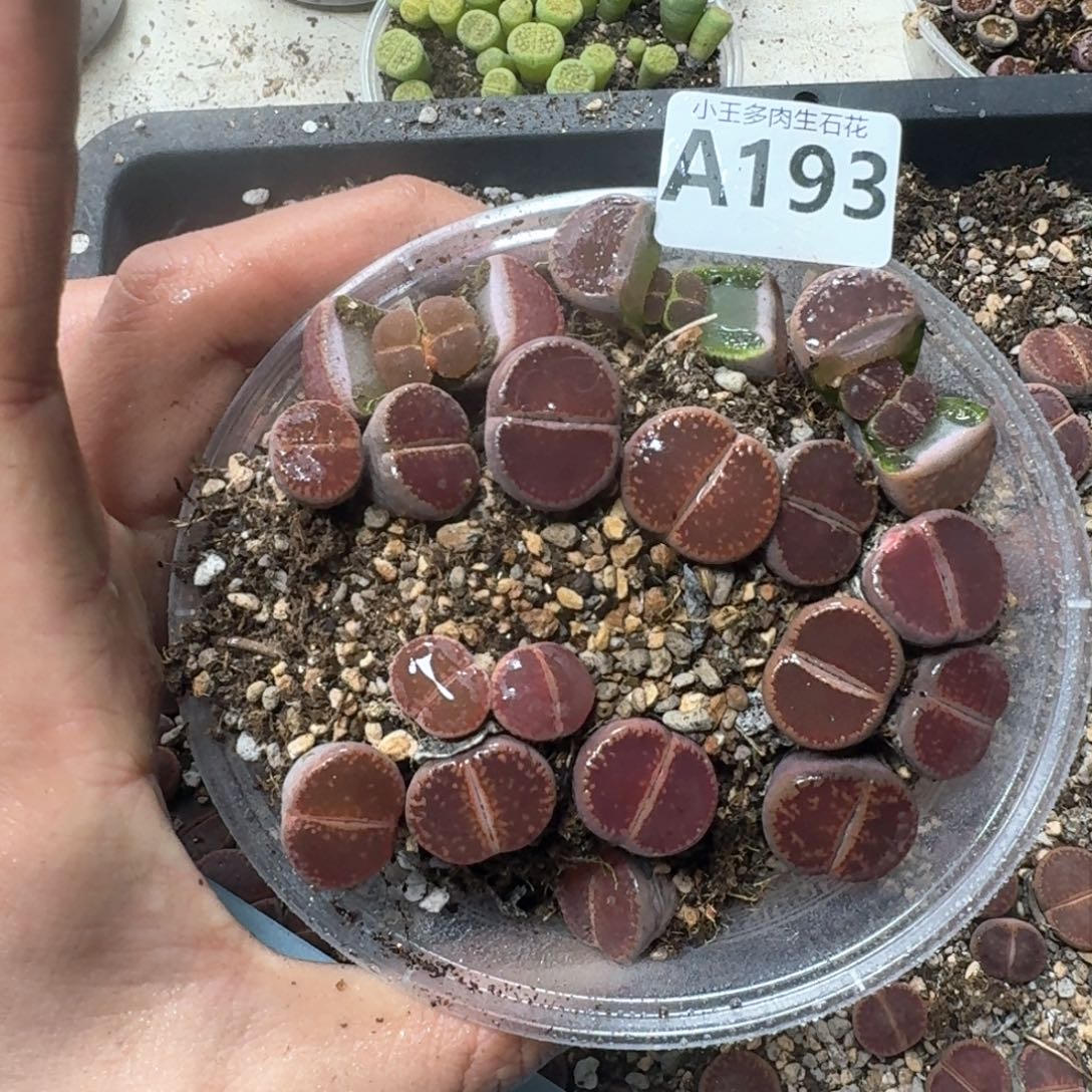 A193 比利时Ko一大盒