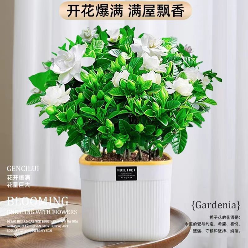 230盆栀子花盆栽浓香型绿植室内外阳台四季开花好养