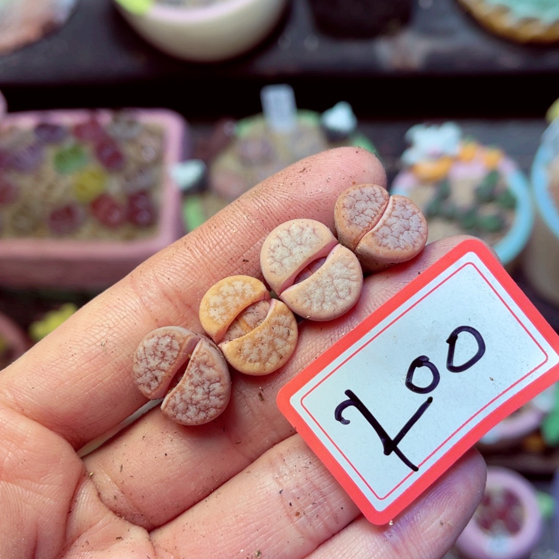 200生石花带盆发1