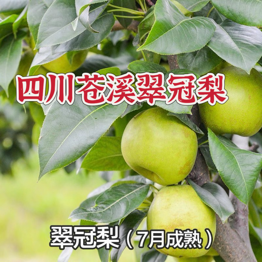 翠冠梨苗 四川苍溪发货 裸根苗现挖保湿发货