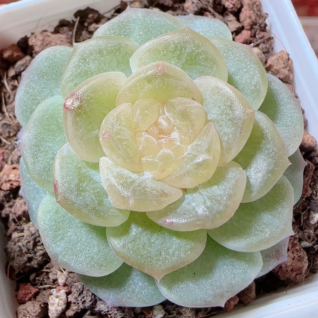 花语多肉1205-251无尽灯