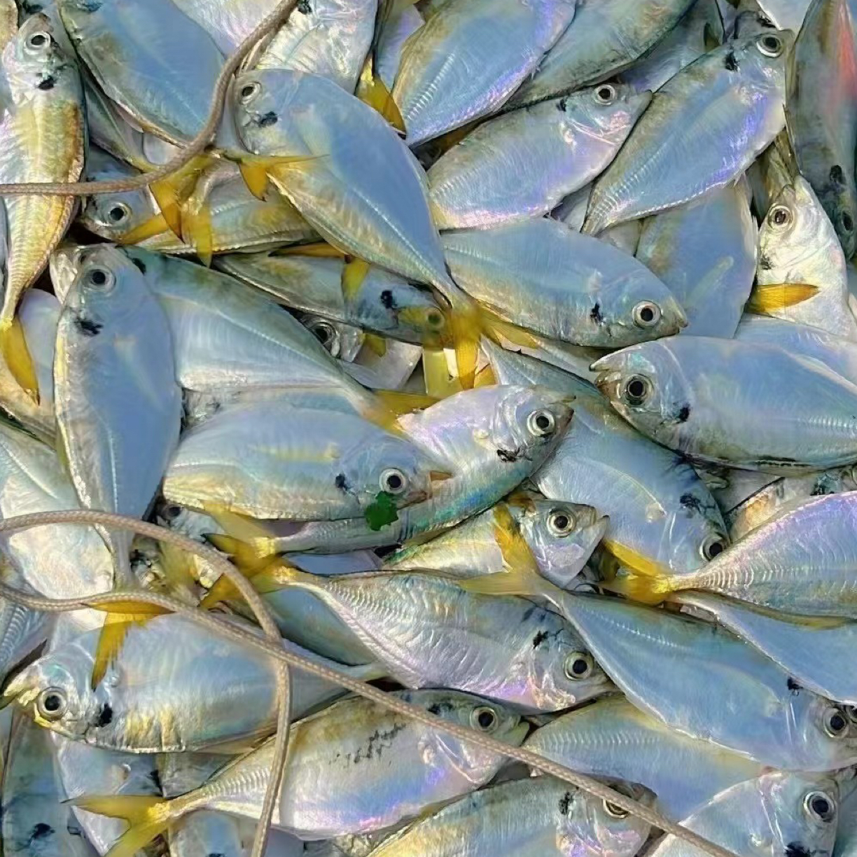 天然乌石吉尾鱼（董仔鱼5斤装）