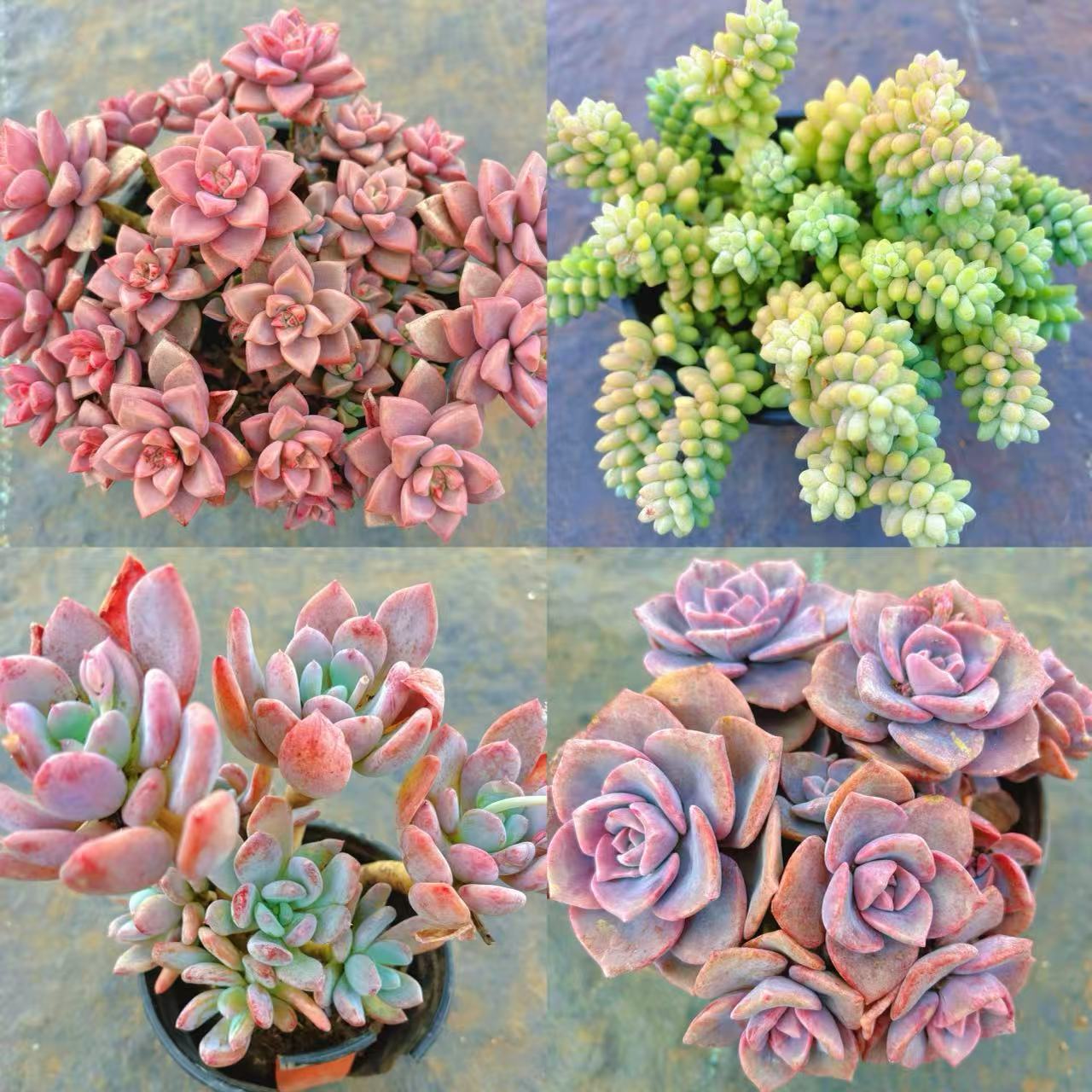 （玉坠+姬胧月+彩虹糖+灰姑娘）组合 部分脱土发 好运来多肉植物