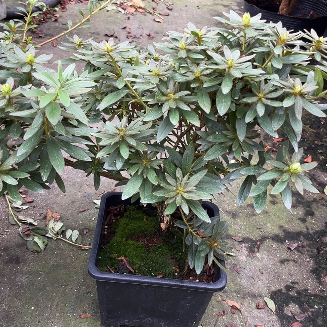 平户杜鹃花岸牡丹
