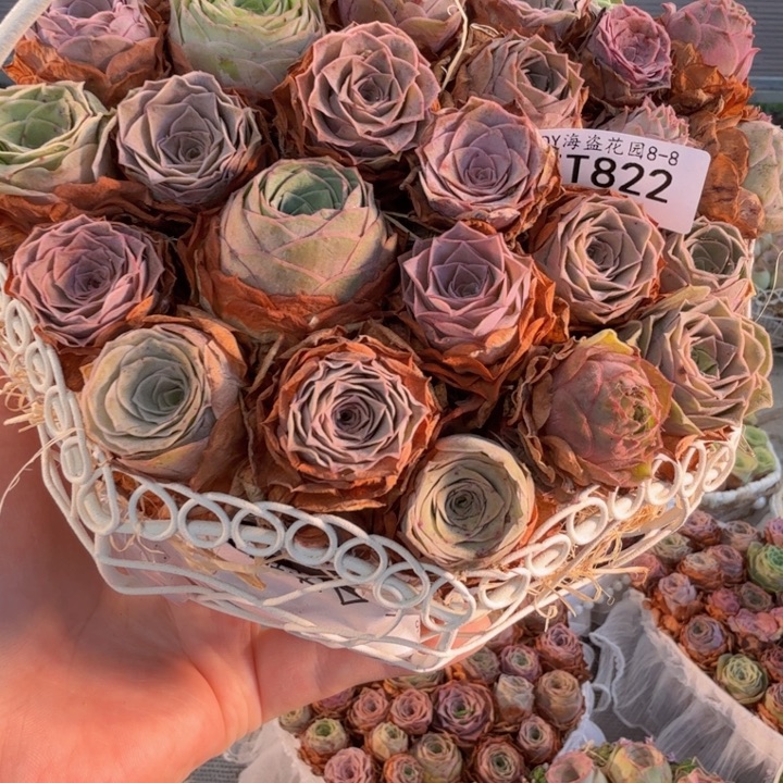 TT822 铁艺花篮毛绒系列玫瑰组合