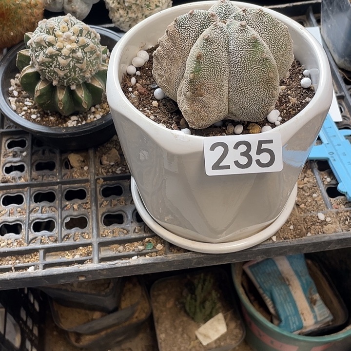 仙人球235号球草球