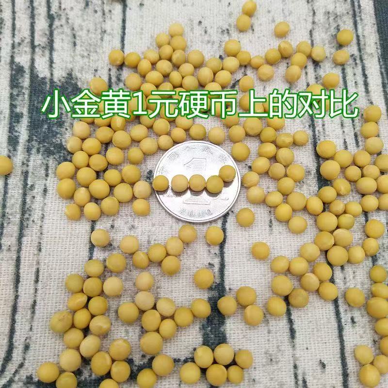 【生豆芽】新鲜山东芽豆黄豆干粮农家黄豆做菜炒豆非转基因