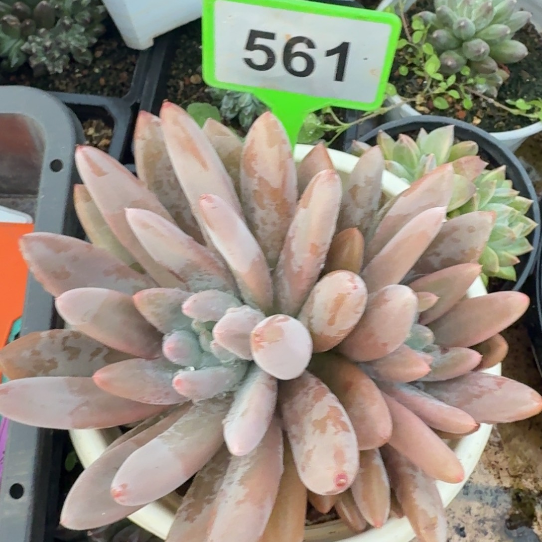 原始虞一物一拍561