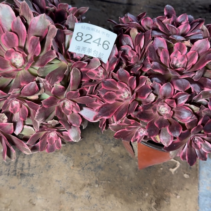 F***Y8246组合浣纱多肉植物
