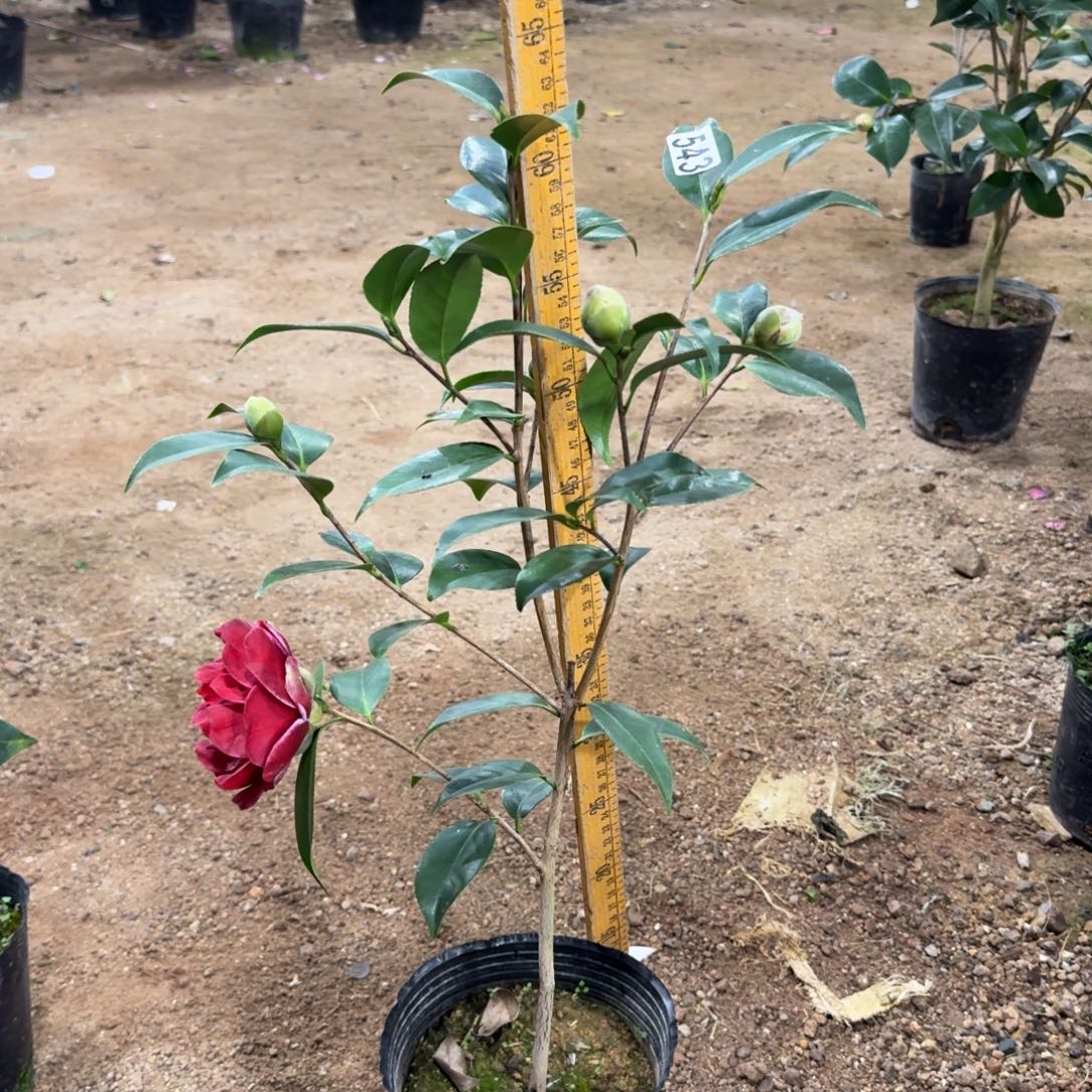 少量花朵（建议范围：2朵-5朵 或40%以下）543圣诞帽