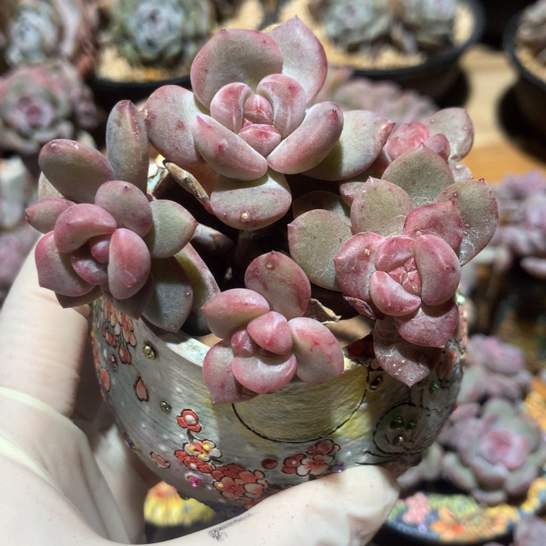 爱****喵突尼斯发货多肉星影