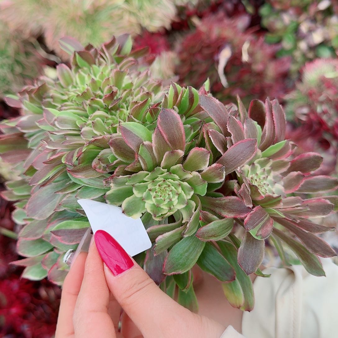 红***。419 缀化无根不包侧枝