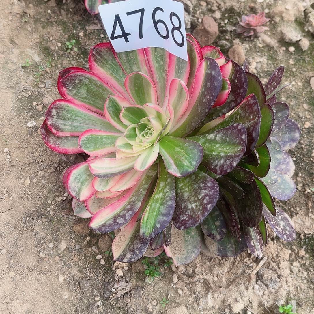 4768不知名多肉植物