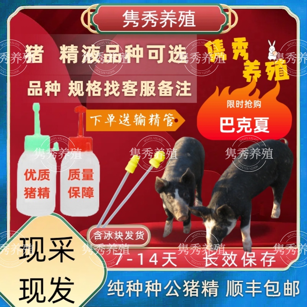 巴克夏种猪优质精液批发品种可选一件包邮恒温箱发货包对版原种