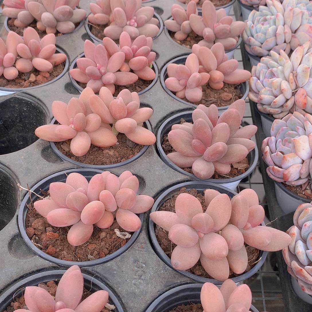 糖果美人2366789900000